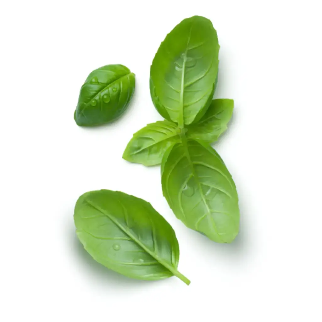 Albahaca