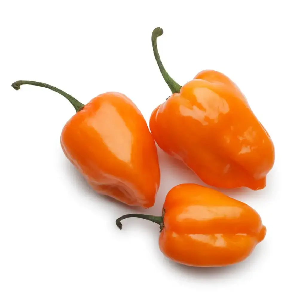 [5015] Chile habanero