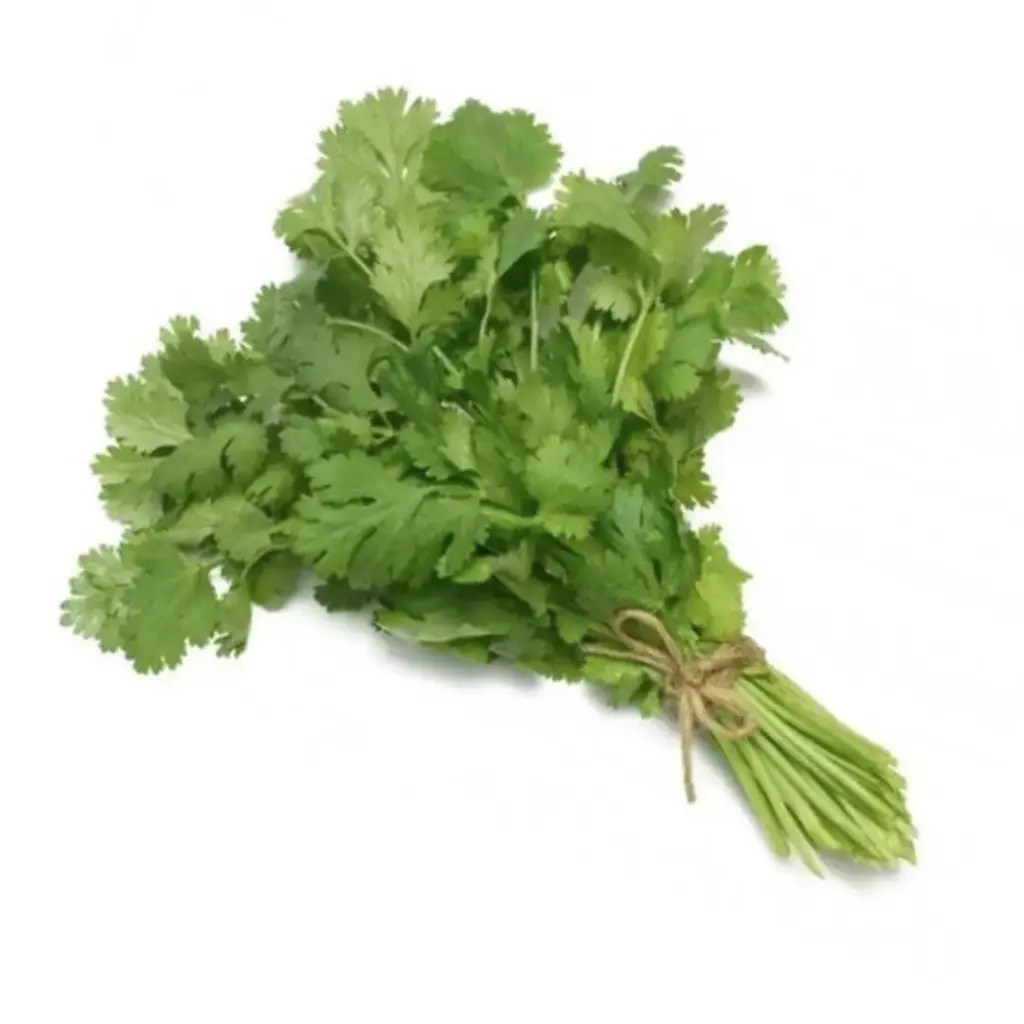 [5027] Cilantro