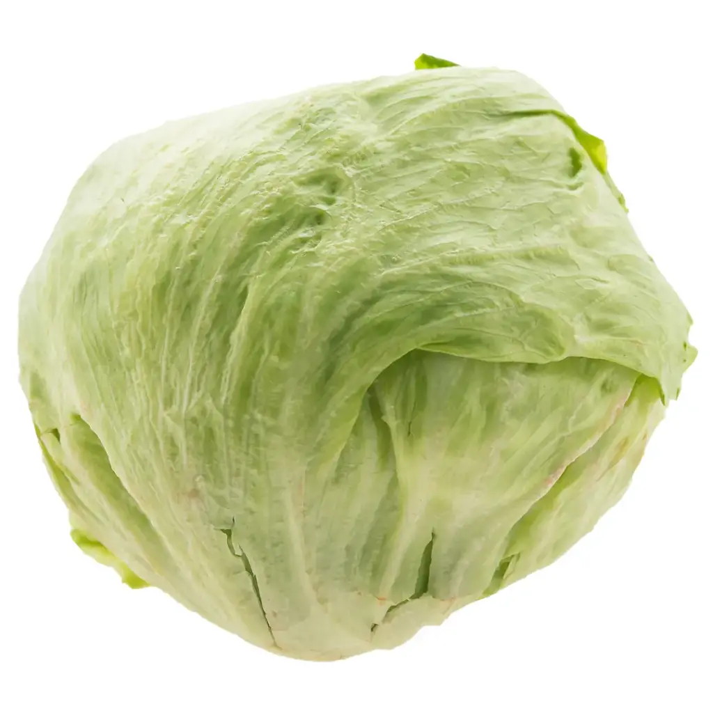 [5021] Lechuga romana